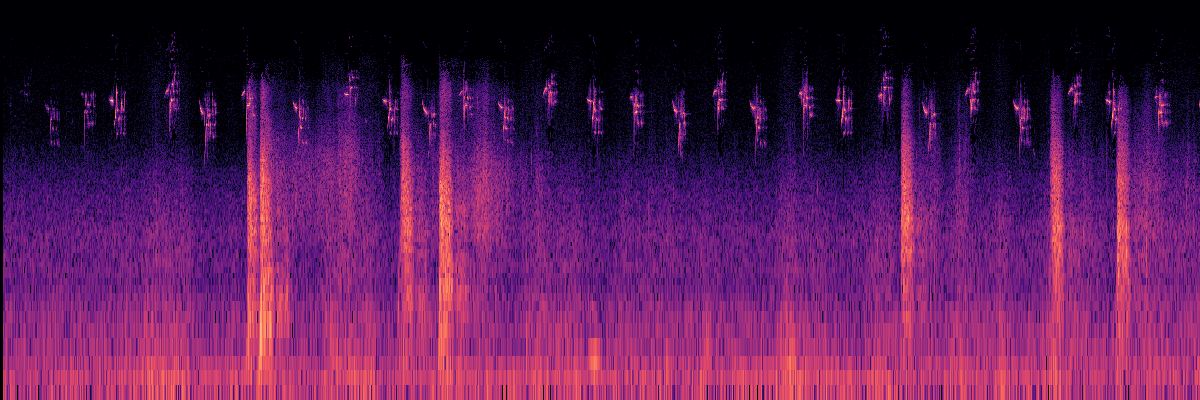 Spectrogram: Varied Thrush Song With Humpback Whale in Background